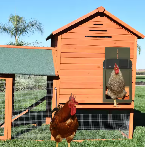 "Automatic chicken coop door system with solar options, shown in action with sleek design and easy installation features."
